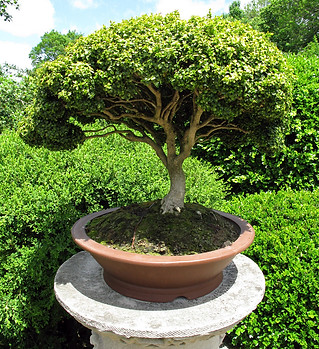Bonsai Tree