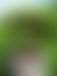 Models of the world.