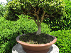 The Art of Bonsai June 4