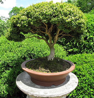 Bonsai Tree