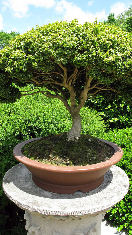 Bonsai Tree