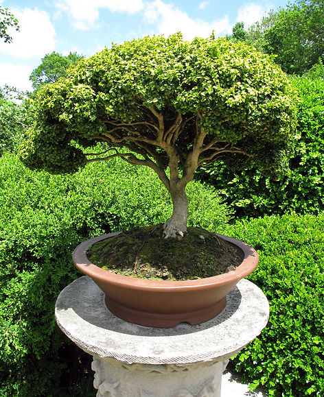 Bonsai Tree