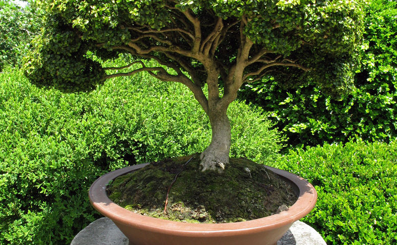 Bonsai Tree