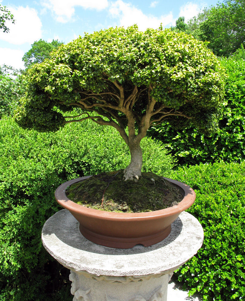 Potted Mini Bonsai