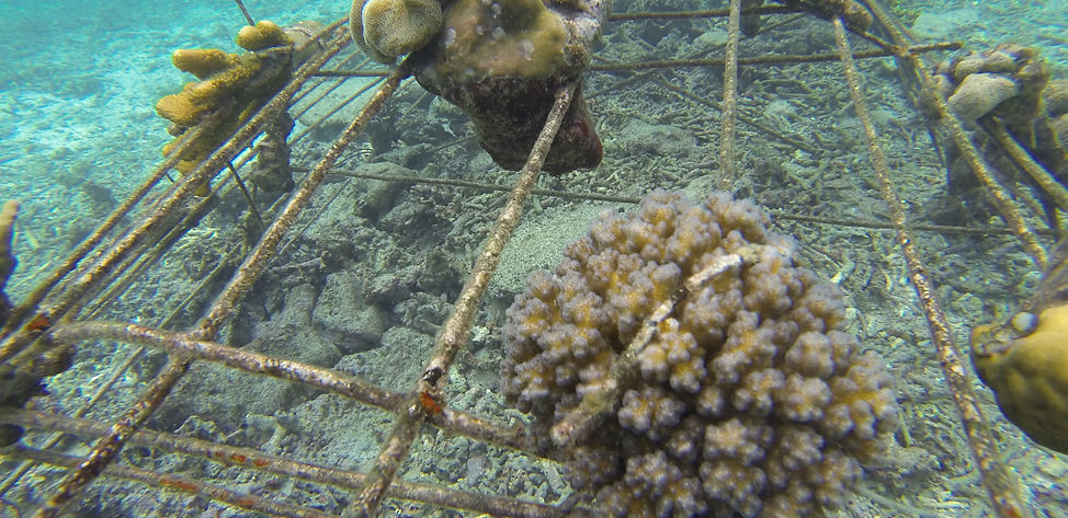 Coral Gardening