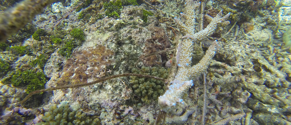 Coral Restoration Mentawai
