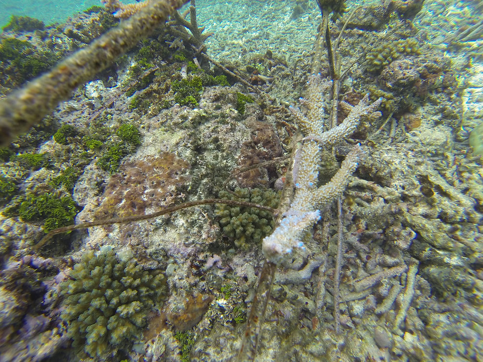 Lagoon Coral gardens