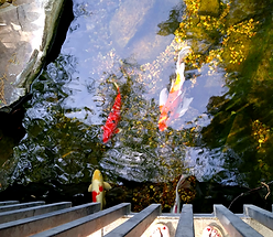 Koi Fish Orange and White in Stream at Grapevine Botanical Gardens Texas