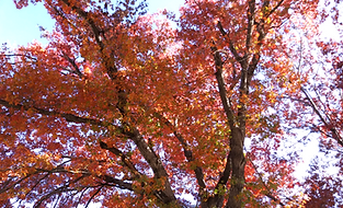 Bright Orange Autumn Leaves Huge Tree