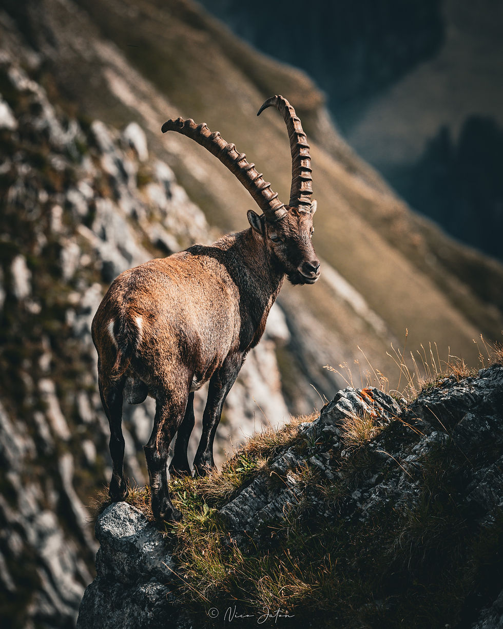 Bouquetin Vanil Noir-22