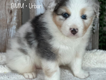 Puppies Are Almost Ready For New Homes! 