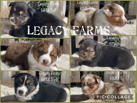 Puppies are FOUR Weeks Old