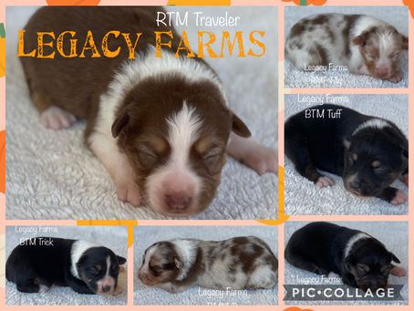 Little Pumpkins! Don't Miss Out! 