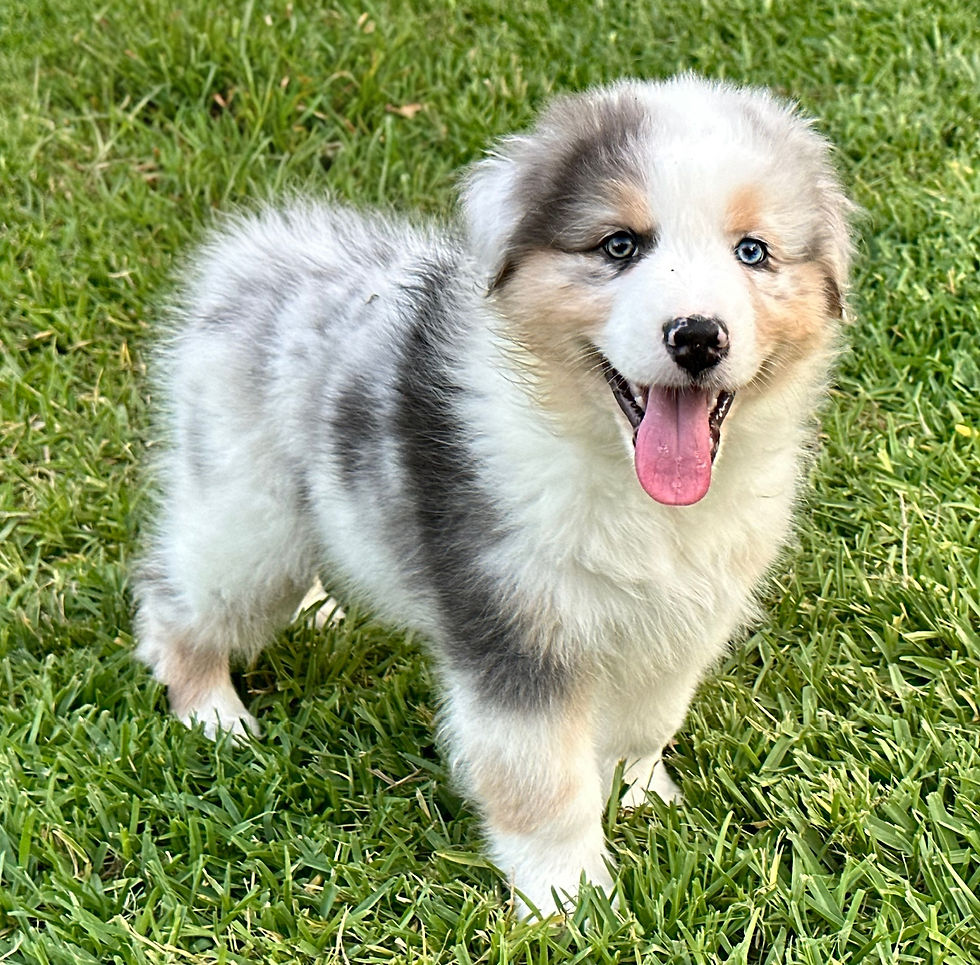 Facetune_27-05-2023-01-11-13_edited