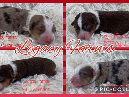 ❤️T•O•Y Aussies!❤️
For Info on these Adorable Lil’ Munchkins give us a call at 205.789.8199