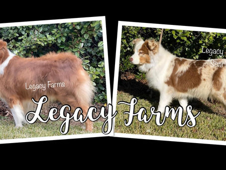 ❤️🔥🐶 UPCOMING LITTER ANNOUNCEMENT🐶❤️🔥