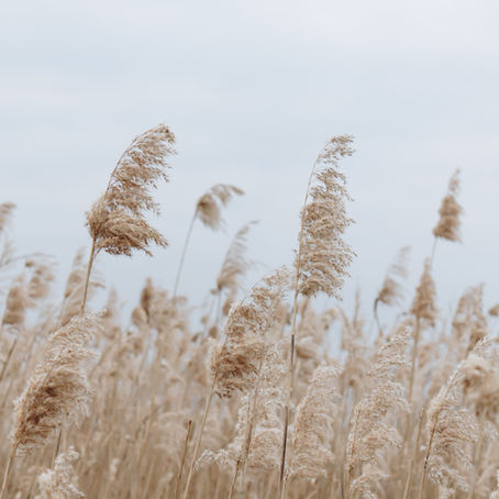 Conscious Breathwork