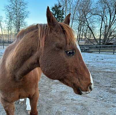 Riverview Riding and Respite Horses | Larendo