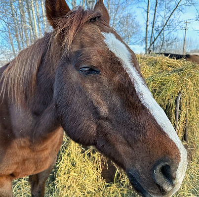 Riverview Riding and Respite Horses | Moe