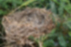 nest3.JPG