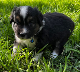 Lovable black tri Miniature Australian Shepherd male with warm brown eyes - ranch-raised in Aspen, exploring outdoors.