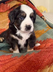 Black tri Mini Aussie puppy with one blue eye resting indoors - ranch raised and socialized in Aspen, Colorado