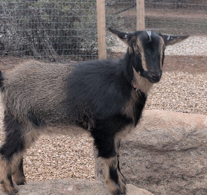 Birth Date: August 29, 2025
Coat: Dark Buckskin with White Poll
Eyes: Brown
Horns: Disbudded
Litter: 1 Buck 1 Doe
Sweet and friendly. Dam-raised. Stand-trained.
Click on photo for pedigree.