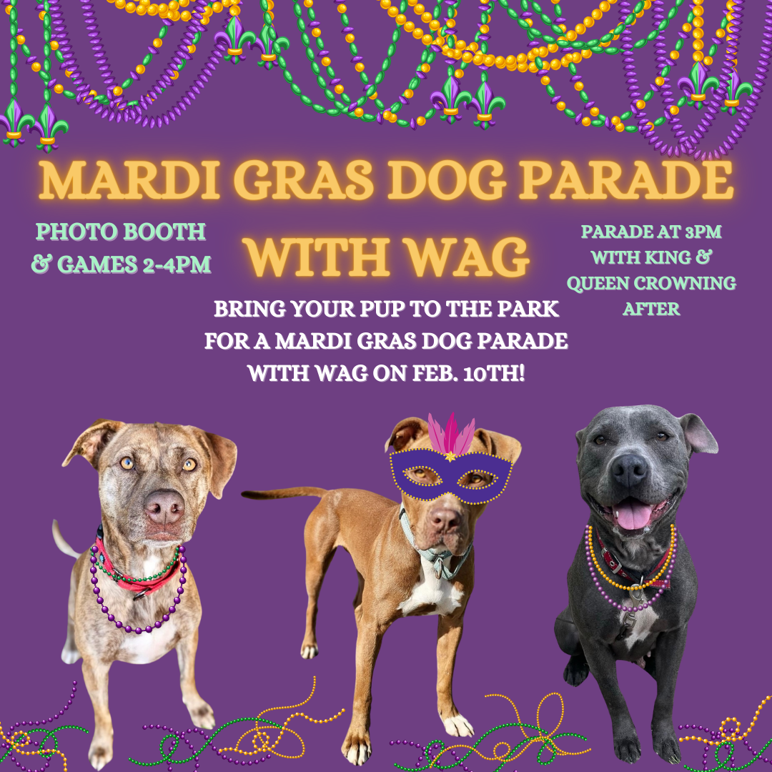galveston mardi gras dog parade