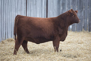 JJL 7L-Maternal sister.jpg