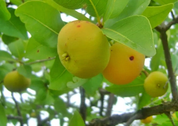 Frutos de Arazá en árbol
