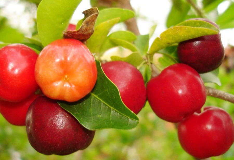 Acerola fresca en campo de Hotel Brisas La Gaviota, Mariquita Tolima