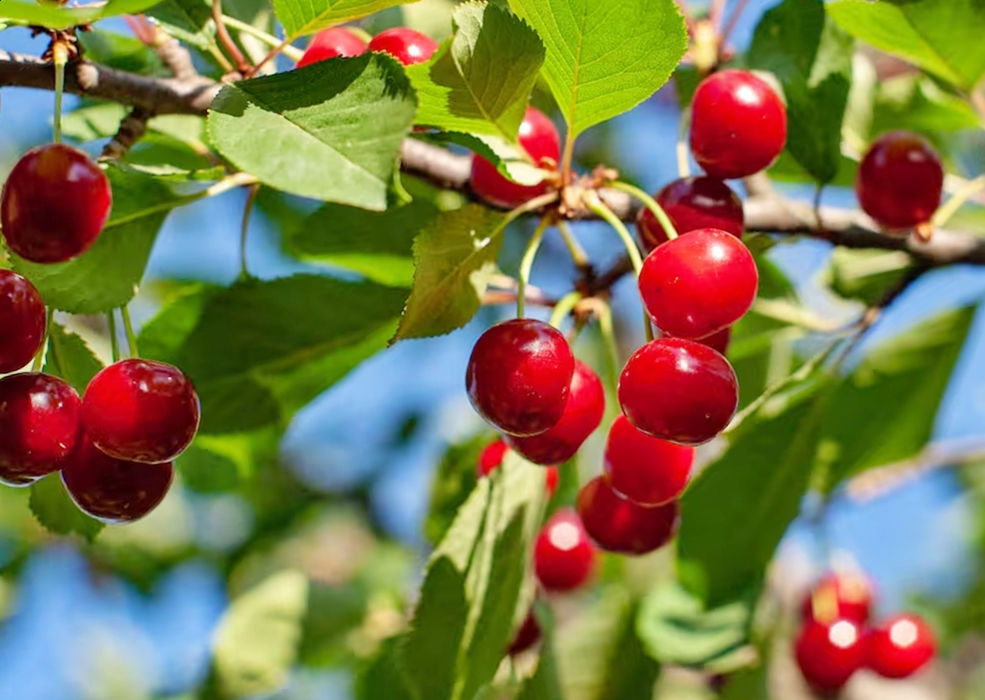 Cerezas rojas maduras en el árbol