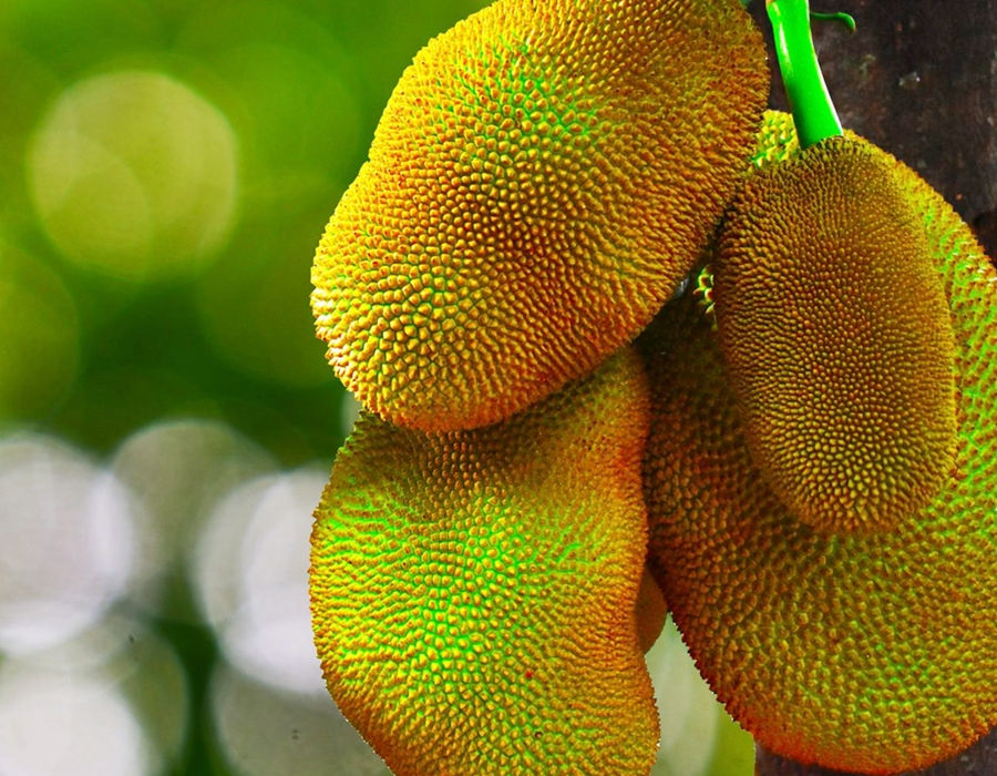 Frutos exóticos del amazonas en Hotel Brisas La Gaviota, Mariquita Tolima