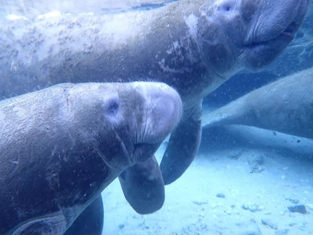 What the Crystal River Visitor Center Won’t Tell You (But We Will)