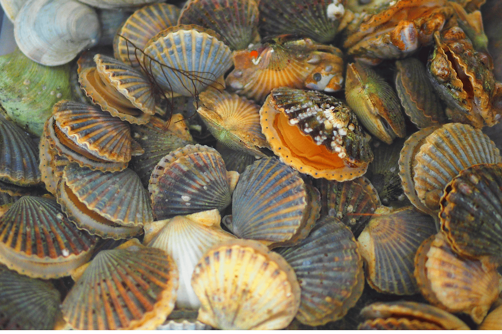 Scalloping Ridley What is Scalloping? A Family-Friendly Underwater Treasure Hunt