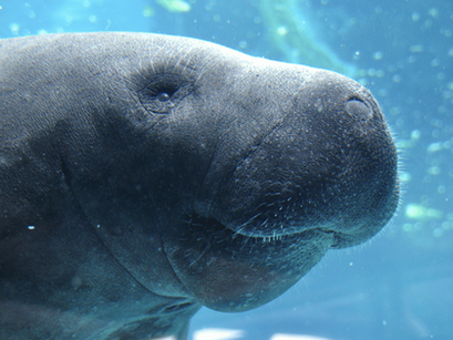 Don’t Book That Trip Without Reading These Swim with Manatees Reviews
