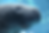 swim with manatees reviews