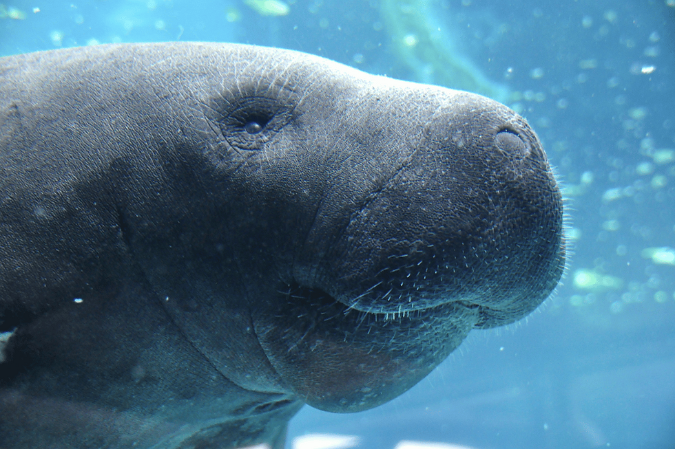 swim with manatees reviews