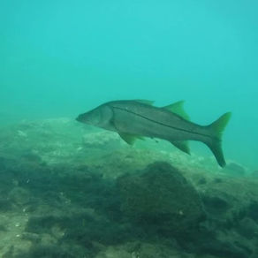 Coupon for Aquarium Deals, How to Save Big (and When You Don’t Need One)