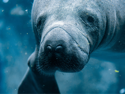 Why Clearwater Florida Swim with Manatees Isn’t What You Expect—Head to Crystal River Instead!