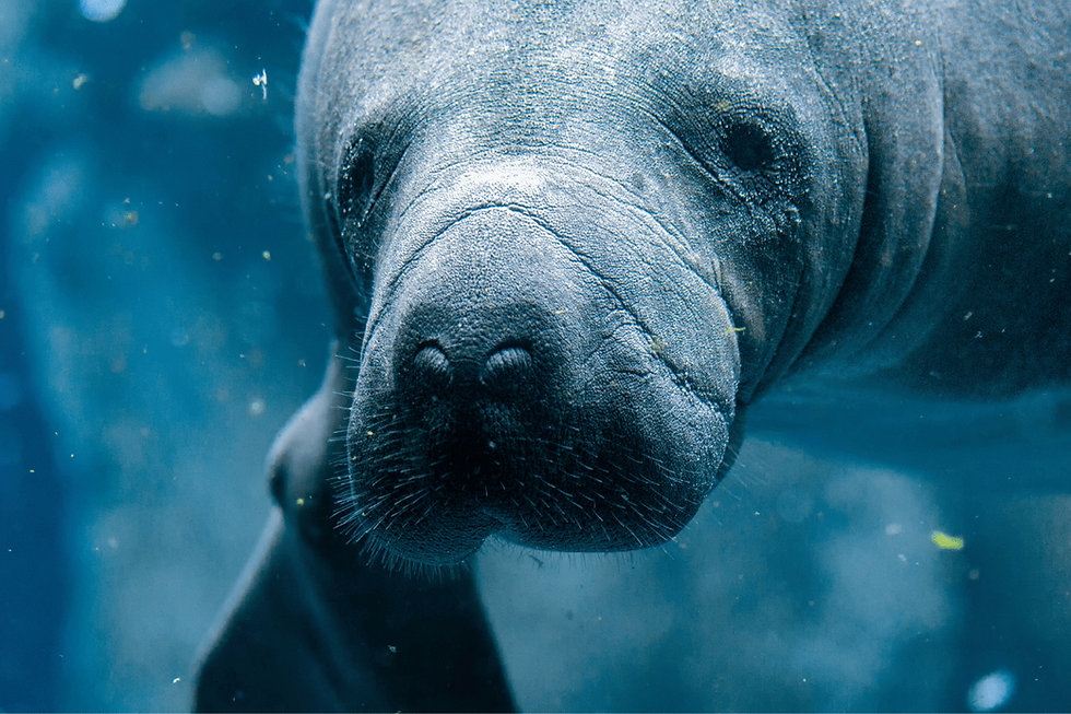 clearwater florida swim with manatees
