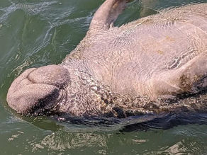 Orlando Day Trip Manatees Excursions, The Most Peaceful Escape from Theme Park Chaos