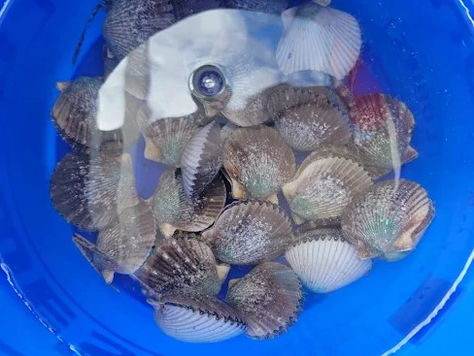 5 Rookie Mistakes to Avoid While Crystal River Florida Scalloping