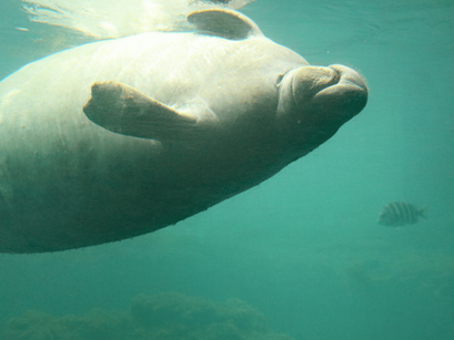 Where Can You See Manatees in Orlando? Here’s What I Found Out