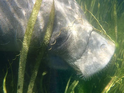 Can Manatees Live in the Ocean? The Surprising Truth About Sea Cows