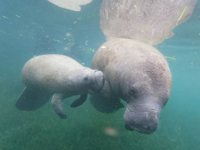 Crystal River Manatees, Why This Florida Spring Is the World’s Most Reliable Place to See Them