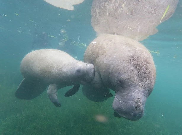 Crystal River Manatees, Why This Florida Spring Is the World’s Most Reliable Place to See Them