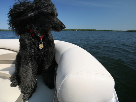 Paws on Deck, Why Pups Love Party Boats Orlando FL