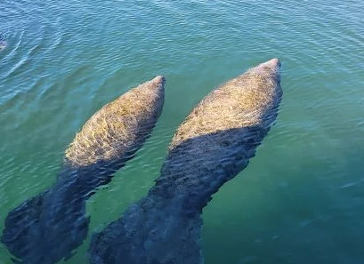 Manatees Christopher Columbus and Mermaids, The Real Story Behind the Myth
