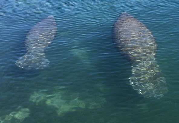 how fast do manatees swim